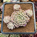 Echeveria 'Margaret' Variegated 3"-4" Cluster Succulent Plant Cutting