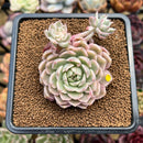 Echeveria 'Margaret' Variegated 3"-4" Cluster Succulent Plant Cutting
