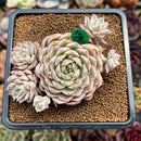 Echeveria 'Margaret' Variegated 3"-4" Cluster Succulent Plant Cutting