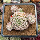 Echeveria 'Margaret' Variegated 3"-4" Cluster Succulent Plant Cutting