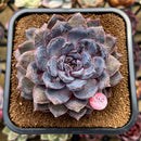 Echeveria 'White Soul' Extra Large 4"-5" Succulent Plant Cutting