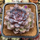 Echeveria 'White Soul' Extra Large 4"-5" Succulent Plant Cutting