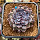 Echeveria 'White Soul' Extra Large 4"-5" Succulent Plant Cutting