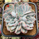 Echeveria 'Red Powder' 4"-5" Succulent Plant Cutting