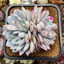 Echeveria 'Red Powder' 4"-5" Succulent Plant Cutting