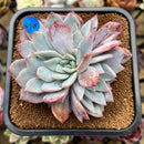 Echeveria 'Red Powder' 4"-5" Succulent Plant Cutting