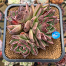 Echeveria 'Black Pearl Rose' 4" Cluster Succulent Plant Cutting