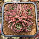Echeveria 'Black Pearl Rose' 4" Cluster Succulent Plant Cutting