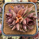 Echeveria 'Black Pearl Rose' 4" Cluster Succulent Plant Cutting