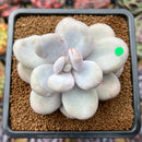 Pachyphytum 'Oviferum' 3"-4" Succulent Plant
