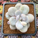 Pachyphytum 'Oviferum' 3"-4" Succulent Plant