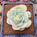 Sedeveria 'Pudgy' 2"-3" Succulent Plant Cutting