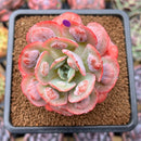 Echeveria 'Hearts Delight' 2"-3" Succulent Plant Cutting