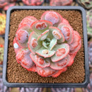 Echeveria 'Hearts Delight' 2" Succulent Plant Cutting