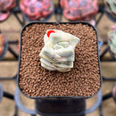 Crassula 'Moonglow' Variegated 2" Succulent Plant Cutting