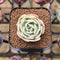 Echeveria 'Compton Carousel' 1" Succulent Plant Cutting