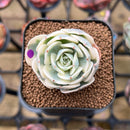 Echeveria 'Compton Carousel' 1" Succulent Plant Cutting