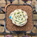 Echeveria 'Compton Carousel' 1" Succulent Plant Cutting