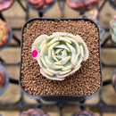 Echeveria 'Compton Carousel' 1" Succulent Plant Cutting