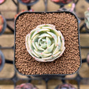 Echeveria 'Compton Carousel' 1" Succulent Plant Cutting
