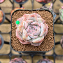 Echeveria 'Strawberry Boba' 2" Succulent Plant Cutting