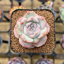 Echeveria 'Strawberry Boba' 2" Succulent Plant Cutting