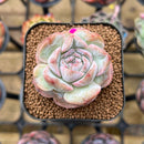 Echeveria 'Strawberry Boba' 2" Succulent Plant Cutting