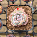 Echeveria 'Strawberry Boba' 2" Succulent Plant Cutting