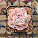 Echeveria 'Strawberry Boba' 2" Succulent Plant Cutting