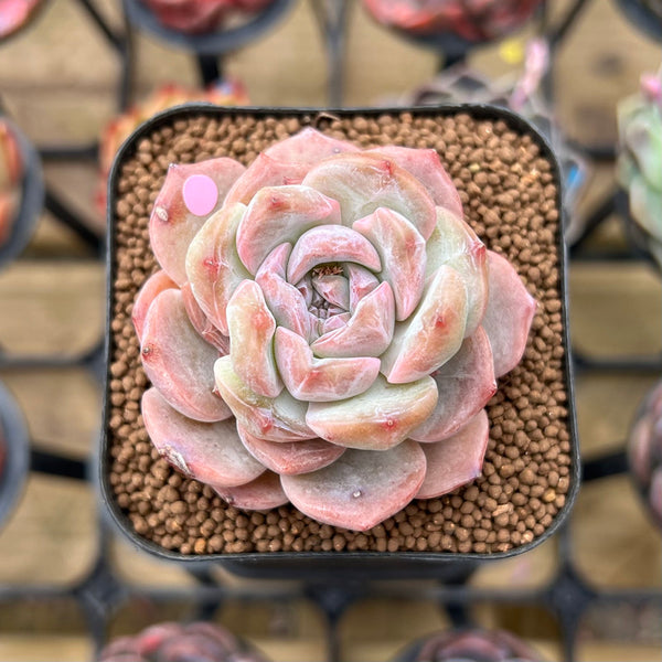 succulent strawberry Echeveria 'Strawberry Boba' 2" Succulent Plant Cutting