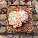 Echeveria 'Sincerity' 1"-2" Succulent Plant Cutting