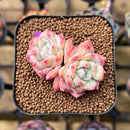 Echeveria 'Sincerity' 1"-2" Succulent Plant Cutting