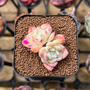 Echeveria 'Sincerity' 1"-2" Succulent Plant Cutting