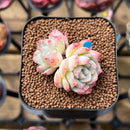Echeveria 'Sincerity' 1"-2" Succulent Plant Cutting