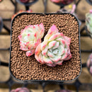 Echeveria 'Sincerity' 1"-2" Succulent Plant Cutting