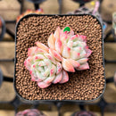 Echeveria 'Sincerity' 1"-2" Succulent Plant Cutting