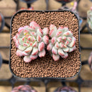 Echeveria 'Cute Bean' 2" Succulent Plant Cutting