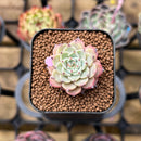 Echeveria 'Sarahime' 1" Small Succulent Plant Cutting