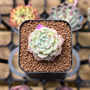 Echeveria 'Sarahime' 1" Small Succulent Plant Cutting