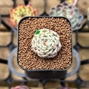 Echeveria 'Sarahime' 1" Small Succulent Plant Cutting