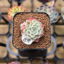 Echeveria 'Sarahime' 1" Small Succulent Plant Cutting