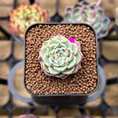 Echeveria 'Sarahime' 1" Small Succulent Plant Cutting