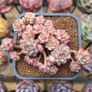 Echeveria 'Cute Bean' 2" Succulent Plant Cutting