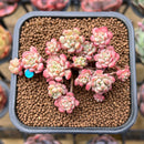 Echeveria 'Cute Bean' 3" Succulent Plant Cutting
