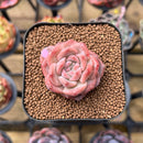 Echeveria 'Snow Lotus' 1"-2" Succulent Plant Cutting
