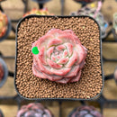 Echeveria 'Snow Lotus' 1"-2" Succulent Plant Cutting