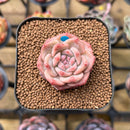 Echeveria 'Snow Lotus' 1"-2" Succulent Plant Cutting