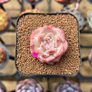Echeveria 'Snow Lotus' 1"-2" Succulent Plant Cutting