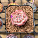 Echeveria 'Snow Lotus' 1"-2" Succulent Plant Cutting