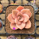 Echeveria 'Red Lips' (Xichuensis Hybrid) 1"-2" Succulent Plant Cutting